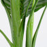 Фото #4 товара Kunstpflanze Calathea Orbifolia