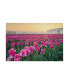 Фото #1 товара Alan Majchrowicz Skagit Valley Tulips I Canvas Art - 20" x 25"