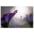 Фото #1 товара Vliestapete Purple Rain