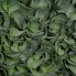 Фото #2 товара Декоративное растение Зеленый PVC 23 x 23 cm