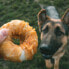 ფოტო #4 პროდუქტის DUVO+ Natural Skin Chicken Bagels Dog Snack 10-12 cm 2.5kg