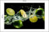 Фото #10 товара Fototapete LIMONEN Zitrusfrüchte Wasser