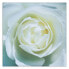 Leinwandbild Weiße Rosenblüte Natur