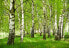 Фото #1 товара Vlies Fototapete Birkenwald Wald