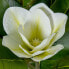 Decorative Plant Alexandra House Living Plastic Magnolia 100 cm