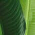 Фото #4 товара Декоративное растение PVC Железо Стрелиция королевская 150 cm