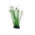 ფოტო #2 პროდუქტის HOBBY Lagarosiphon 20cm plant