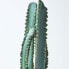 Künstlicher Kaktus Hylocereus in Topf