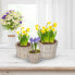 Фото #3 товара Runder Blumentopf im 3er Set