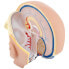 Фото #3 товара Model anatomiczny 3D głowy i mózgu człowieka skala 1:1