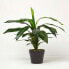 Фото #5 товара Искусственные цветы Homescapes Dracaena Fragrans – künstlicher baum