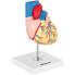 Фото #2 товара Модель для изучения анатомии сердца Physa Human Heart 3D