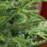 Фото #4 товара Weihnachtsbaum 830-888V00GN