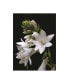 Фото #1 товара Kurt Shaffer White Hosta Flower Canvas Art - 20" x 25"