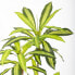 Фото #4 товара Декоративное растение Полиуретан Цемент 180 cm