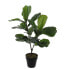 Фото #1 товара Kunstpflanze Ficus Lyrata