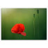 Фото #3 товара Bild auf leinwand Roter Mohn Natur