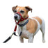 Фото #2 товара Ошейник для дрессировки собак Company of Animals Halti Намордник (40-54 cm)