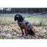 Фото #3 товара Защитный жилет ASD Boater´s Max-5 для собак