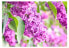 Фото #1 товара Fototapete Lilac flowers