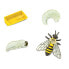 Фото #2 товара SAFARI LTD Life Cycle Of A Honey Bee Figure