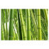 Фото #1 товара Обои Bilderwelten Bamboo Trees