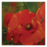 Фото #3 товара Wandbild Rote Mohnblumen Natur Pflanzen