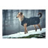 Фото #3 товара Пальто для собак Norton 360 Uppsala Чёрное 35 см