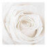 Фото #1 товара Bild Pretty White Rose II