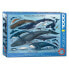 Фото #2 товара Пазл с дельфинами и китами EUROGRAPHICS 1000 элементов