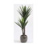 Фото #4 товара Декоративное растение Mica Decorations Yucca (120 x 60 cm)
