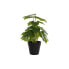 Декоративное растение DKD Home Decor PVC полипропилен 20 x 20 x 30 cm