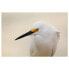Фото #3 товара Wandbild Snowy Egret