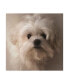 Фото #1 товара Lois Bryan Maltese Puppy Portrait Canvas Art - 15" x 20"