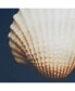 Фото #6 товара Ocean Seashells 4-Pc. Framed Canvas Print Set