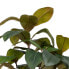 Фото #5 товара Декоративное растение 67 x 62 x 100 cm Зеленый Резиновый PVC