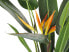 Фото #8 товара Kunstpflanze STRELITZIA TREE