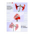 Фото #1 товара Olympia 1x50 DIN A3 125 micron - Transparent - A3 - 50 pc(s)