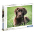 Фото #2 товара CLEMENTONI Chocolate Puppy High Quality Puzzle 500 Pieces