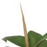 Фото #6 товара Декоративное растение полиэтилен Железо PEVA Дуб 76 cm