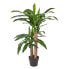 Искусственные цветы Homescapes Dracaena Fragrans Kunstpflanze 90 см - фото #2