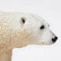 Фото #4 товара Фигурка Safari Ltd. Белый медведь 2
