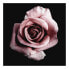 Фото #2 товара Leinwandbild Single Rose