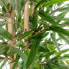 Фото #4 товара Искусственное растение Дерево Home ESPRIT полиэстер Бамбук 40 x 40 x 180 см