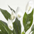 Фото #14 товара Kunstpflanze Spathiphyllum Wallisii