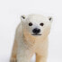 Фото #2 товара Фигурка Safari Ltd Медвежонок полярного медведя Polar Bear Cub Figure (Медвежонок полярного медведя)