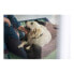 Фото #4 товара Диван для собак Hunter Boston Коричневый (60 x 50 cm)