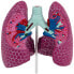 Фото #3 товара Model anatomiczny 3D płuca człowieka ze zmianami chorobowymi