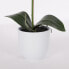 Фото #4 товара Kunstpflanze Phalaenopsis