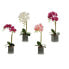 Decorative Flower Orchid Plastic 14 x 51 x 18 cm (6 Units)